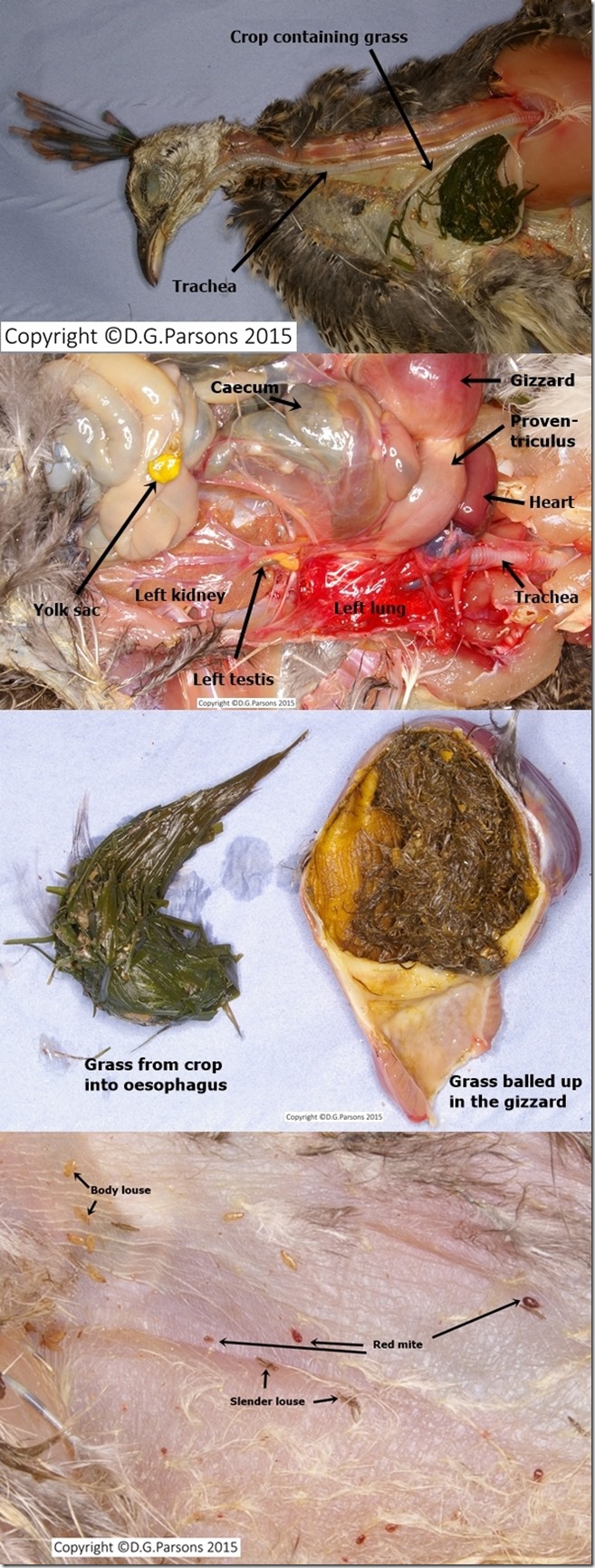 Peacock_cropCopyright-vert